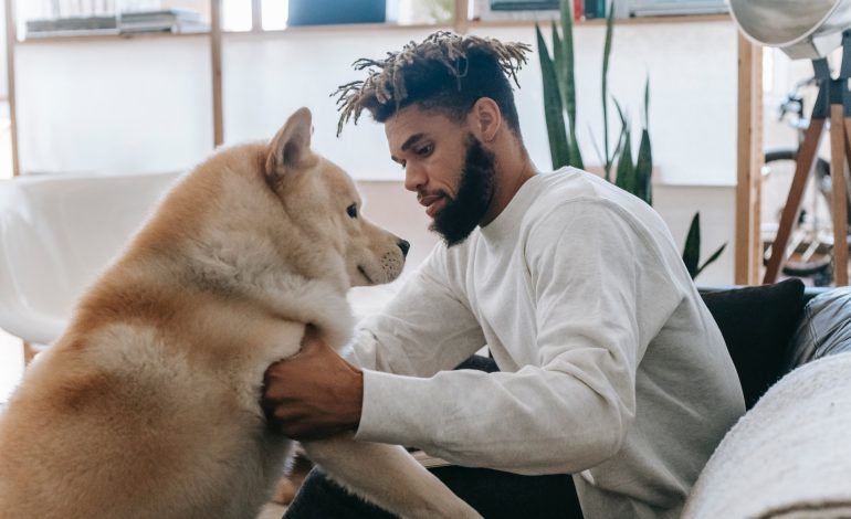 PAWS Chicago&rsquo;s Adopt-a-Thon is underway